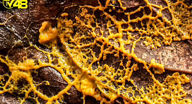 Sinir Sistemi Olmayan En Zeki Organizma