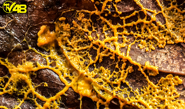 Sinir Sistemi Olmayan En Zeki Organizma