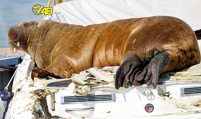 SON DAKİKA: FREYA UYUTULDU!