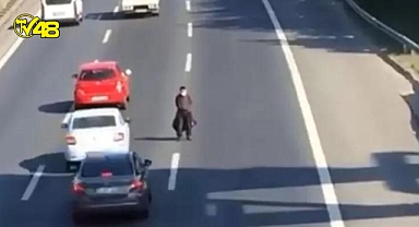 TEM'de şaşırtan olay! Yolun ortasında bekledi, kazaya neden oldu