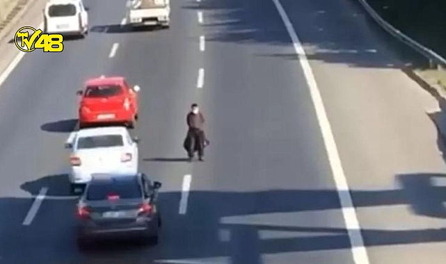 TEM&#039;de şaşırtan olay! Yolun ortasında bekledi, kazaya neden oldu