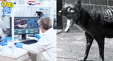 Uzmanlar tartışmalı projeyi değerlendirdi: Nesli tükenen Tazmanya kaplanı geri getirilmeli mi?