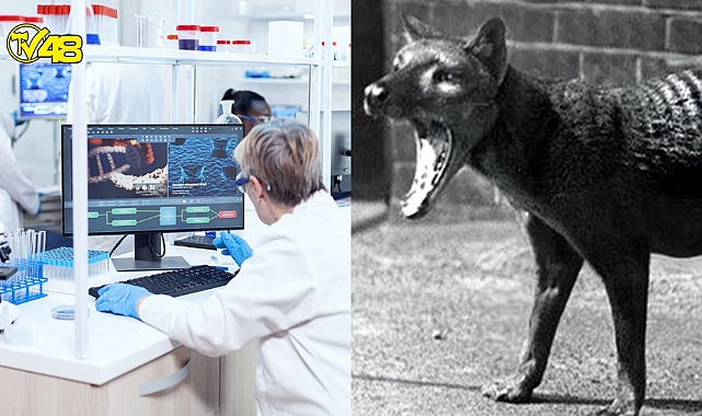 Uzmanlar tartışmalı projeyi değerlendirdi: Nesli tükenen Tazmanya kaplanı geri getirilmeli mi?