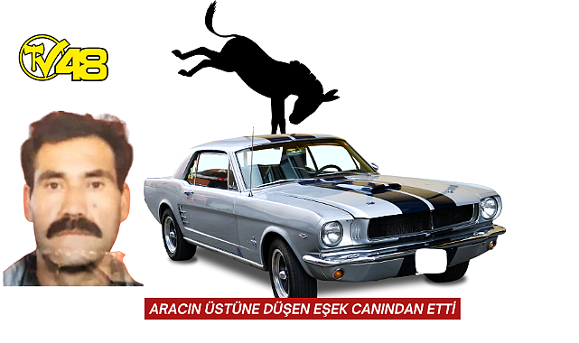 Aracın Üstüne Düşen Eşek Canından Etti!