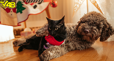 Birbirinden Sevimli Halleriyle Hepimizin İçini Isıtan Tüylü Dostlarımızdan 15 Tatlı Kare