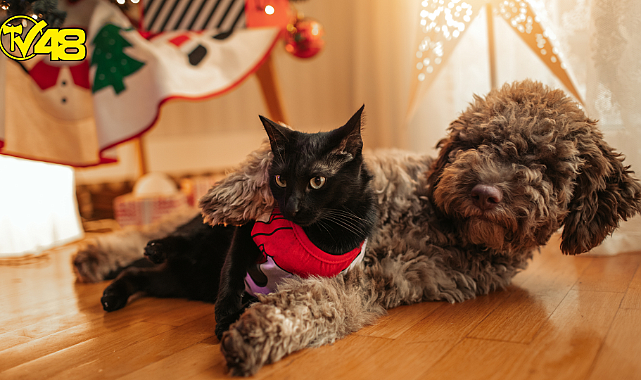 Birbirinden Sevimli Halleriyle Hepimizin İçini Isıtan Tüylü Dostlarımızdan 15 Tatlı Kare