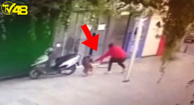 Bodrum'da bir şahıs, mahallenin maskotu olan "Boris" adlı sokak köpeğini bıçaklayarak öldürdü