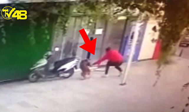 Bodrum&#039;da bir şahıs, mahallenin maskotu olan &quot;Boris&quot; adlı sokak köpeğini bıçaklayarak öldürdü