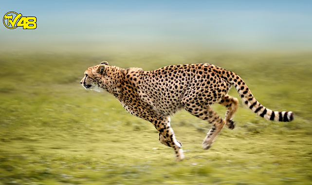 Çitalar 70 Yıl Sonra Hindistan Ormanlarında