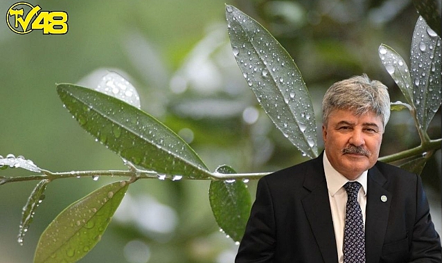 DANIŞTAY ZEYTİNLİKLERİ MADENCİLİĞE AÇAN YÖNETMELİĞİN YÜRÜTMESİNİ DURDURDU