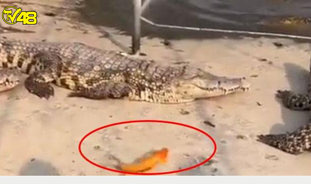 Deney için Japon balığını timsahların arasına attılar! Sizce kim galip geldi...