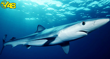 Fethiye'de köpek balığı görüldü