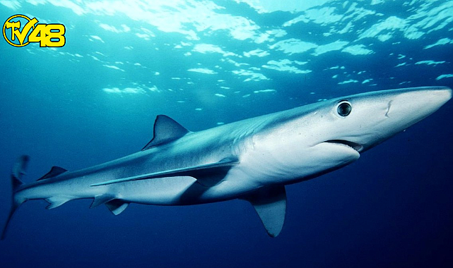Fethiye&#039;de köpek balığı görüldü