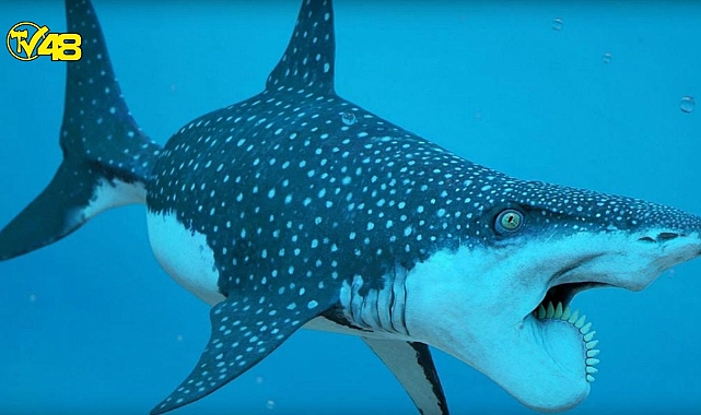 Günümüzde yaşayan ve prehistorik kökenleri olan 10 hayvan!