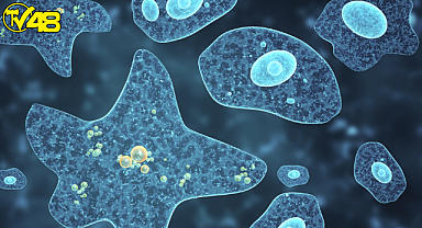 İnsan beynini yiyen amip sayısında artış bekleniyor! Türkiye'de henüz hiç görülmedi ama...