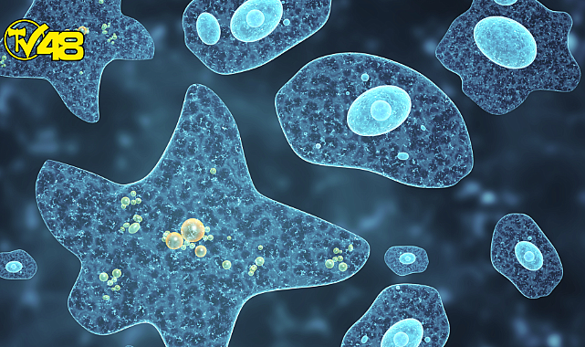 İnsan beynini yiyen amip sayısında artış bekleniyor! Türkiye&#039;de henüz hiç görülmedi ama...