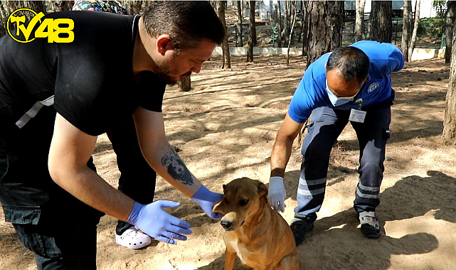 Kampüs İçerisindeki Can Dostlara Bakım
