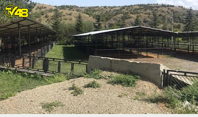 Kastamonu&#039;da şap paniği! 16 köye giriş ve çıkışlar yasaklandı