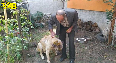 Kendi köpeğine saldırdığını öne süren şüpheli, komşusunun köpeğini sopa ve satırla ağır yaraladı