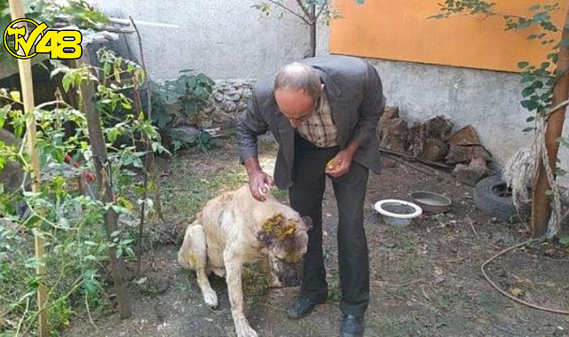 Kendi köpeğine saldırdığını öne süren şüpheli, komşusunun köpeğini sopa ve satırla ağır yaraladı