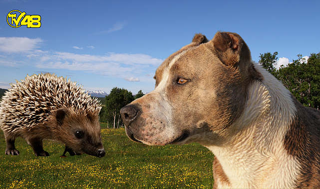 Kirpi İle Pitbull Karşı Karşıya Geldi...Feci Şekilde Öldürdü.