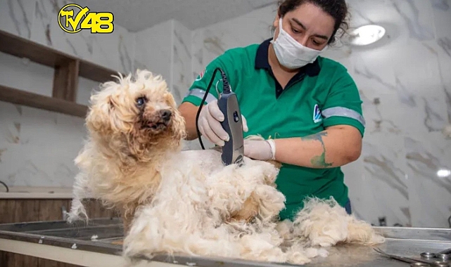 Mersin&#039;de patili dostlarımız için bakım zamanı!
