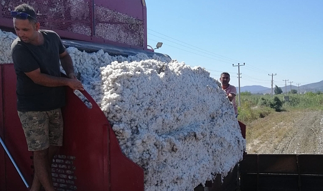 Milas&#039;ta Beyaz Altın Hasadı Başladı