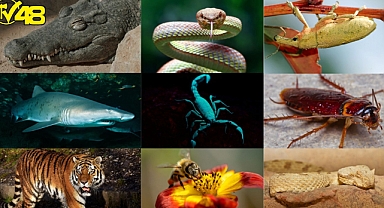 Öğrendiğiniz Anda Kültürünüze Kültür Katıp Çok Şaşıracağınız Hayvanlar Alemine Dair 21 İlginç Gerçek