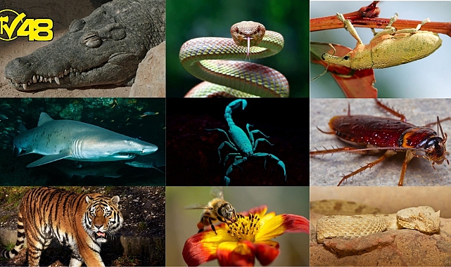 Öğrendiğiniz Anda Kültürünüze Kültür Katıp Çok Şaşıracağınız Hayvanlar Alemine Dair 21 İlginç Gerçek