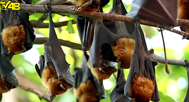 Rusya'da ortaya çıktı! Koronavirüsün ardından yeni bir pandemi tetiklenebilir