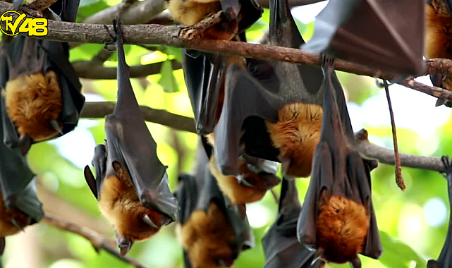 Rusya&#039;da ortaya çıktı! Koronavirüsün ardından yeni bir pandemi tetiklenebilir
