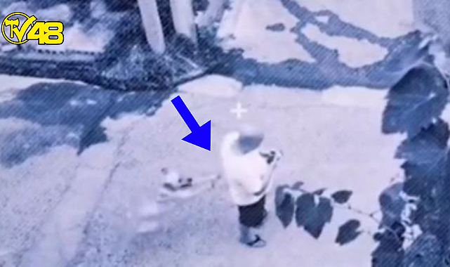 Sahibini kazadan kurtaran köpek beğeni topladı