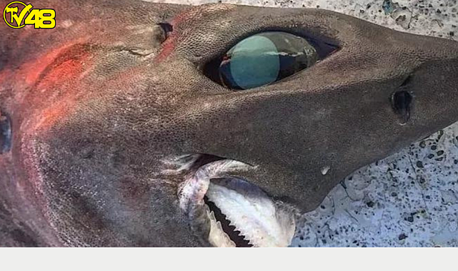 Ülke bu balığı konuşuyor!Devasa gözleri ile ülke gündemine yerleşti...