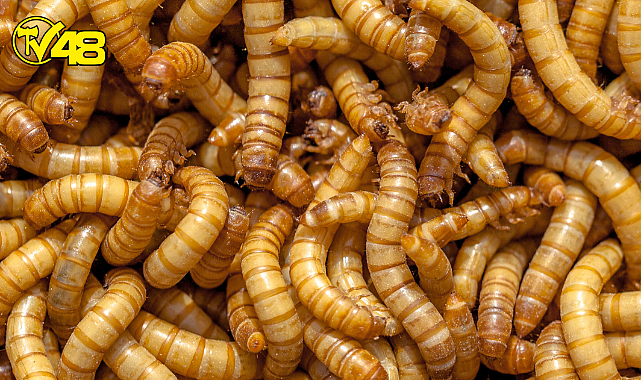 Un Kurtları Tüketim İçin Onaylandı