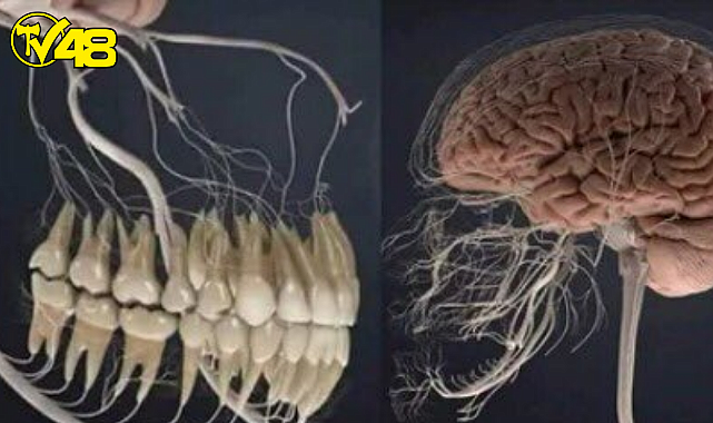 Vücudunuzdaki Ağrıların Sebebi Dişinizden Kaynaklanabilir