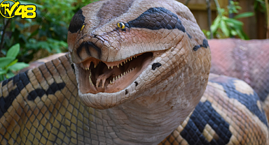 Yılan uzmanı gittiği evde saldırıya uğradı! Yılan bileğini kopardı