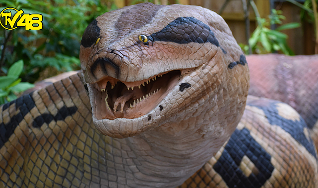 Yılan uzmanı gittiği evde saldırıya uğradı! Yılan bileğini kopardı