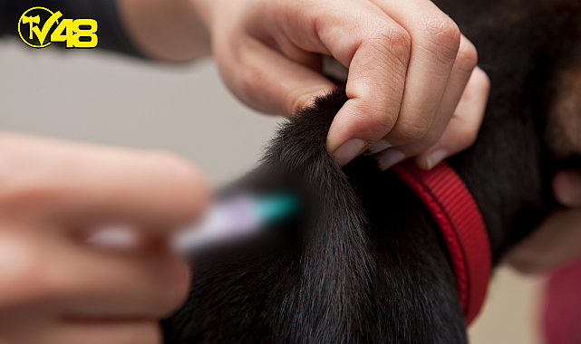 31 Aralık Son Gün! Evcil Hayvan Bakanlara Dikkat!