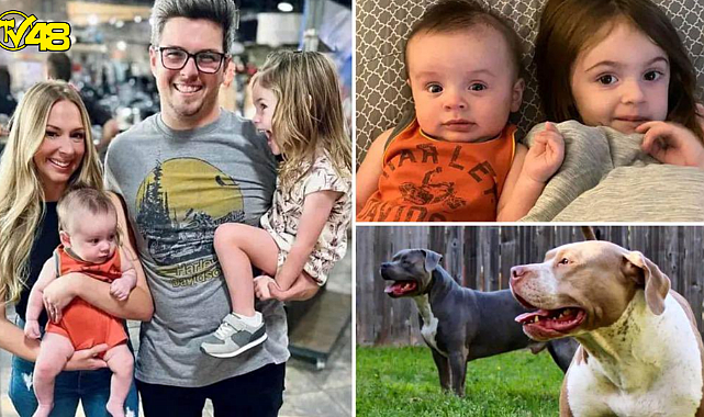 8 yıldır baktıkları pitbulllar saldırdı! Ailenin 2 bebeği saldırı anında yaşamını yitirdi