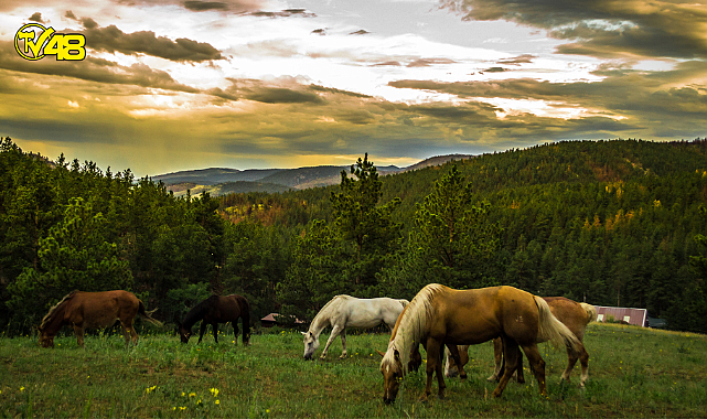 Ayağı Kırılan Atlar, Hâlâ Canlıyken Vuruluyor mu? Atların Vurulma Nedeninin Ardındaki Şaşırtıcı Gerçekler