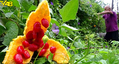 Bahçede kendiliğinden yetişen meyve, çiftçiyi zengin etti! Tanesini 10 liradan satıyor
