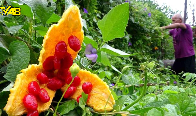 Bahçede kendiliğinden yetişen meyve, çiftçiyi zengin etti! Tanesini 10 liradan satıyor