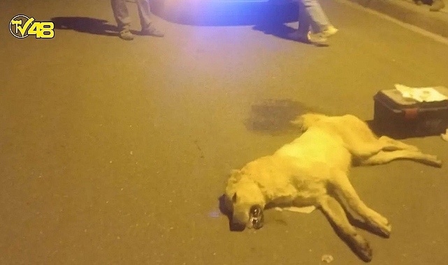 Bodrum&#039;da 2 &#039;Can dost&#039;umuzu daha öldürdüler