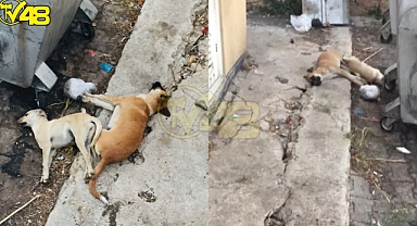Bu Kadar Da Olmaz ! 4 Ekim Hayvanları Koruma Gününde Yavru Köpekler Canilerin Kurbanı Oldu