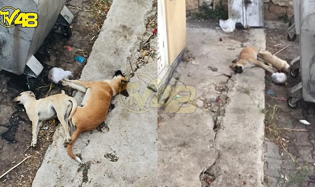 Bu Kadar Da Olmaz ! 4 Ekim Hayvanları Koruma Gününde Yavru Köpekler Canilerin Kurbanı Oldu