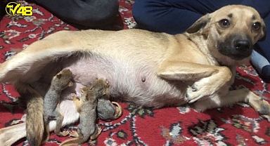 Isparta'da evsiz kalan sincaplara köpek annelik yaptı