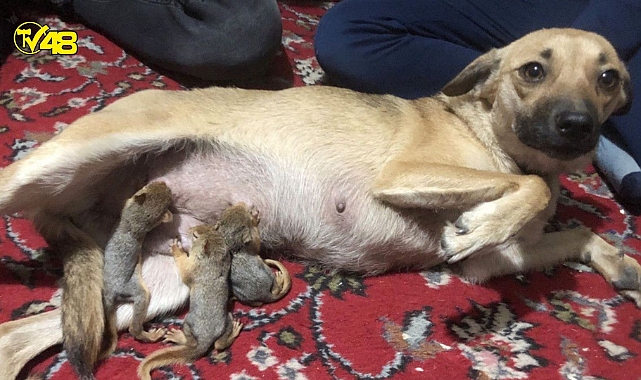 Isparta&#039;da evsiz kalan sincaplara köpek annelik yaptı