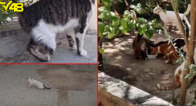 Korkunç iddia! Çok sayıda ayağı kesik kedi bulundu BÜYÜ BOZMAK İÇİN Mİ KESİLİYOR?