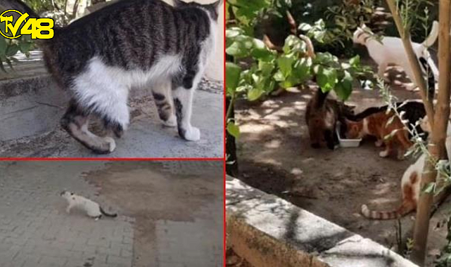 Korkunç iddia! Çok sayıda ayağı kesik kedi bulundu BÜYÜ BOZMAK İÇİN Mİ KESİLİYOR?