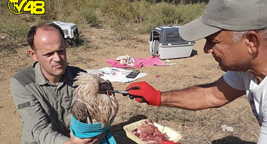Kuşadası'nda yılan kartalı için seferberlik
